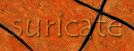 suricate logo